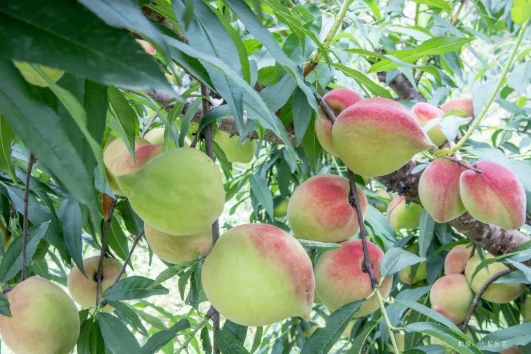 亲农好物｜翁源鹰嘴桃，好吃“桃”不掉！！