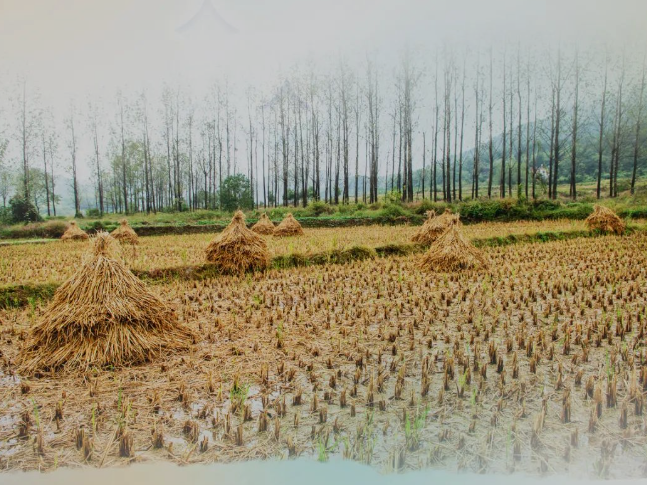 肥土不废，沃土“搬家”