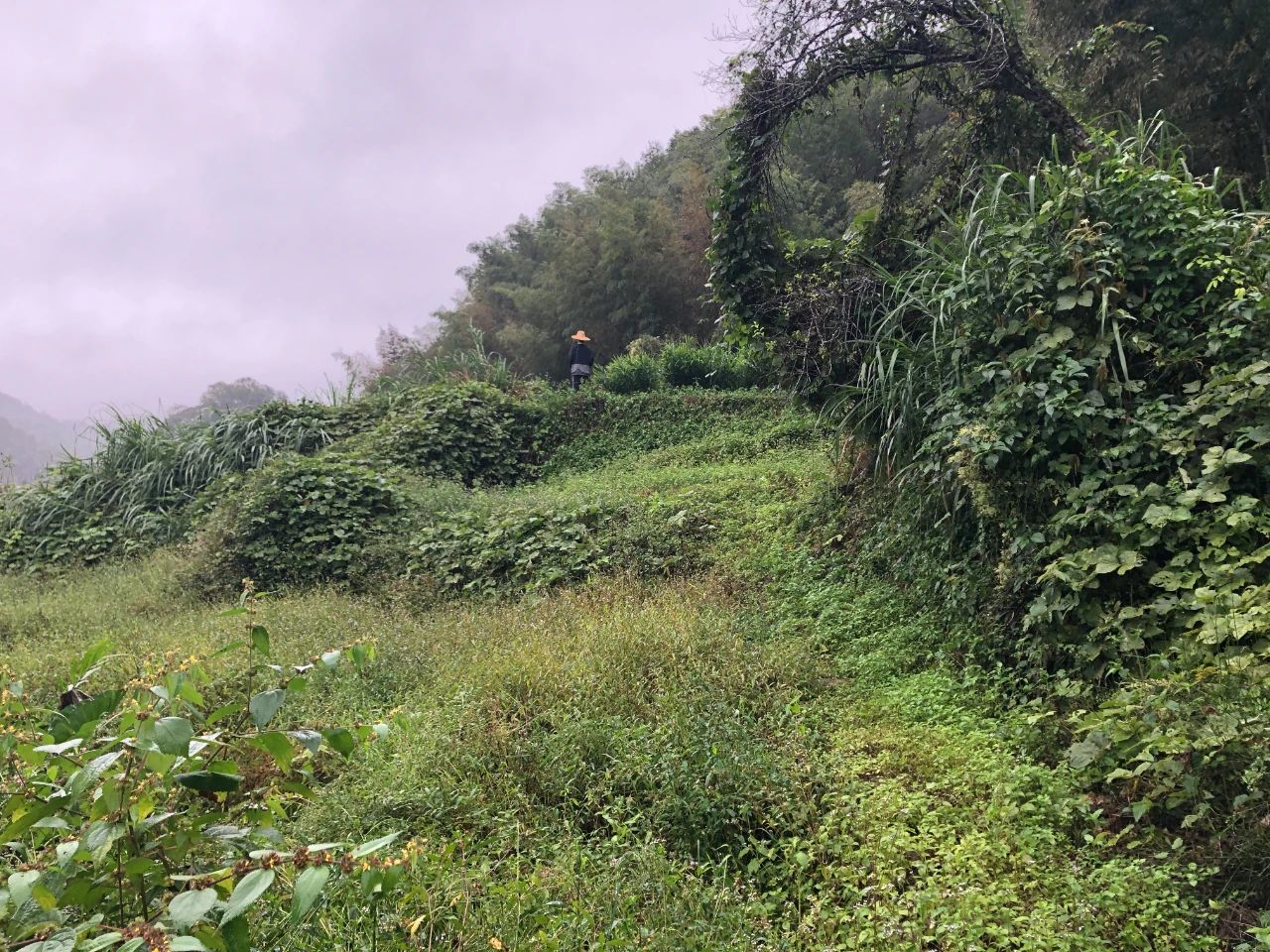 j9数字站妄想 | 我司土地整治项目二次荣登央视，，荒地变良田，，智绘好丰景